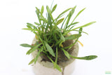 Cryptocoryne Parva (short crypt)