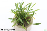 Cryptocoryne Parva_Short Crypt_Aquarium plant for sale_Aquarium plants for sale