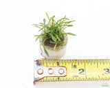 Cryptocoryne Parva (short crypt)