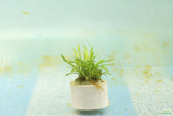 Cryptocoryne Parva (short crypt)