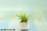 Cryptocoryne Parva_Short Crypt_Aquarium plant for sale_Aquarium plants for sale