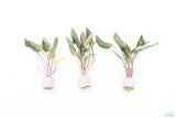 Cryptocoryne 'Petchii"