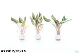 Cryptocoryne Petchii_Aquarium Plant For Sale