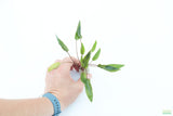 Cryptocoryne 'Petchii"