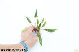 Cryptocoryne Petchii_Aquarium Plant For Sale