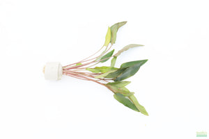 Cryptocoryne Petchii_Aquarium Plant For Sale