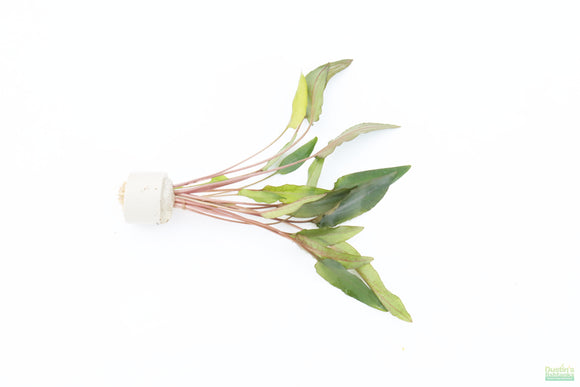 Cryptocoryne Petchii_Aquarium Plant For Sale