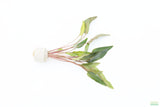 Cryptocoryne Petchii_Aquarium Plant For Sale