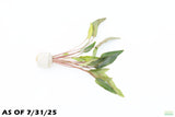 Cryptocoryne Petchii_Aquarium Plant For Sale