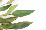 Cryptocoryne 'Petchii"