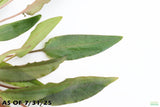 Cryptocoryne Petchii_Aquarium Plant For Sale
