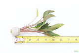 Cryptocoryne 'Petchii"
