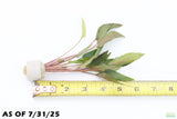 Cryptocoryne Petchii_Aquarium Plant For Sale