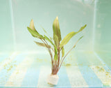 Cryptocoryne 'Petchii"