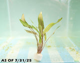 Cryptocoryne Petchii_Aquarium Plant For Sale