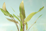 Cryptocoryne 'Petchii"
