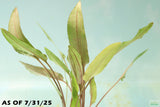 Cryptocoryne Petchii_Aquarium Plant For Sale