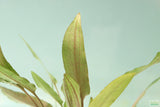 Cryptocoryne 'Petchii"