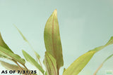 Cryptocoryne Petchii_Aquarium Plant For Sale