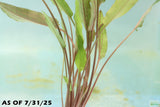 Cryptocoryne Petchii_Aquarium Plant For Sale