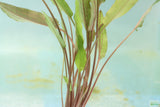 Cryptocoryne 'Petchii"