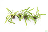 Cryptocoryne Tropica_Crypt_Crypts_Aquarium Plant For Sale