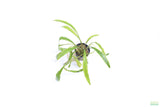Cryptocoryne Tropica_Crypt_Crypts_Aquarium Plant For Sale