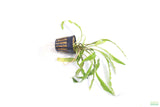 Cryptocoryne Tropica_Crypt_Crypts_Aquarium Plant For Sale