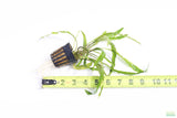 Cryptocoryne Tropica_Crypt_Crypts_Aquarium Plant For Sale