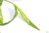 Cryptocoryne Tropica_Crypt_Crypts_Aquarium Plant For Sale