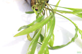 Cryptocoryne Tropica_Crypt_Crypts_Aquarium Plant For Sale