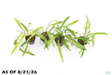 Cryptocoryne Tropica_Crypt_Crypts_Aquarium Plant For Sale