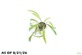 Cryptocoryne Tropica_Crypt_Crypts_Aquarium Plant For Sale