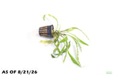 Cryptocoryne Tropica_Crypt_Crypts_Aquarium Plant For Sale