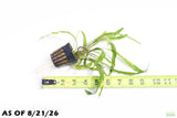 Cryptocoryne Tropica_Crypt_Crypts_Aquarium Plant For Sale