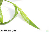 Cryptocoryne Tropica_Crypt_Crypts_Aquarium Plant For Sale