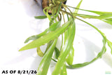 Cryptocoryne Tropica_Crypt_Crypts_Aquarium Plant For Sale