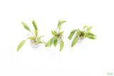 Crypt Wendtii Green_Cryptocoryne_Aquarium plants_aquarium plant for sale