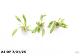 Crypt Wendtii Green_Cryptocoryne_Aquarium plants_aquarium plant for sale