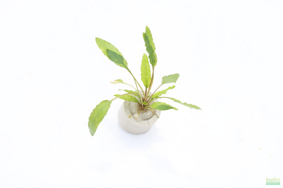 Crypt Wendtii Green_Cryptocoryne_Aquarium plants_aquarium plant for sale