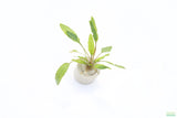 Crypt Wendtii Green_Cryptocoryne_Aquarium plants_aquarium plant for sale