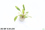 Crypt Wendtii Green_Cryptocoryne_Aquarium plants_aquarium plant for sale