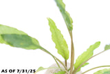 Crypt Wendtii Green_Cryptocoryne_Aquarium plants_aquarium plant for sale