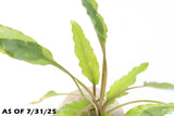 Crypt Wendtii Green_Cryptocoryne_Aquarium plants_aquarium plant for sale