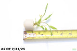 Crypt Wendtii Green_Cryptocoryne_Aquarium plants_aquarium plant for sale