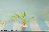 Crypt Wendtii Green_Cryptocoryne_Aquarium plants_aquarium plant for sale