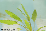 Crypt Wendtii Green_Cryptocoryne_Aquarium plants_aquarium plant for sale