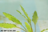 Crypt Wendtii Green_Cryptocoryne_Aquarium plants_aquarium plant for sale