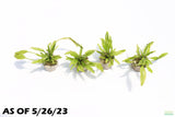 Cryptocoryne 'Petchii"