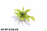 Cryptocoryne 'Petchii"